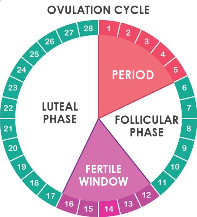 menstruation period chart printable 33