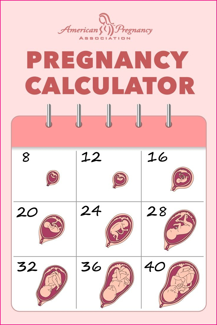 pregnancy count down calendar 101